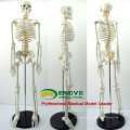 SKELETON05 (12365) Medical Science Middle Skeleton Anatomy Model with Spinal Nerve, 85cm Skeleton Model ,Best Gift for Doctor